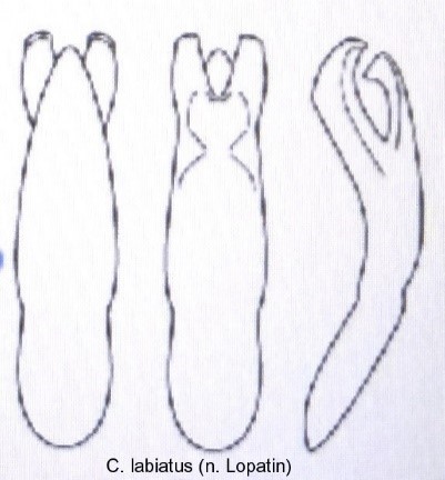 cryptocephalus_labiatus_aed.jpg
