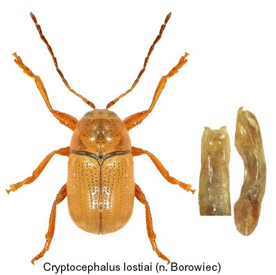 cryptocephalus_lostiai.jpg