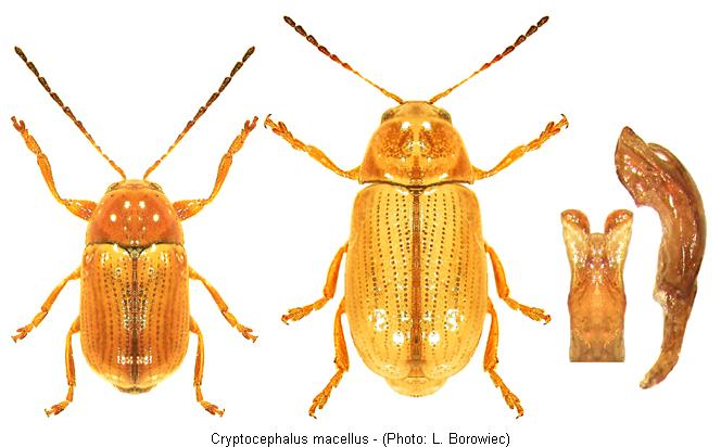 cryptocephalus_macellus.jpg