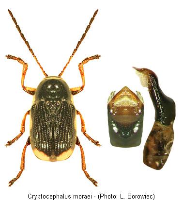 cryptocephalus_moraei1.jpg