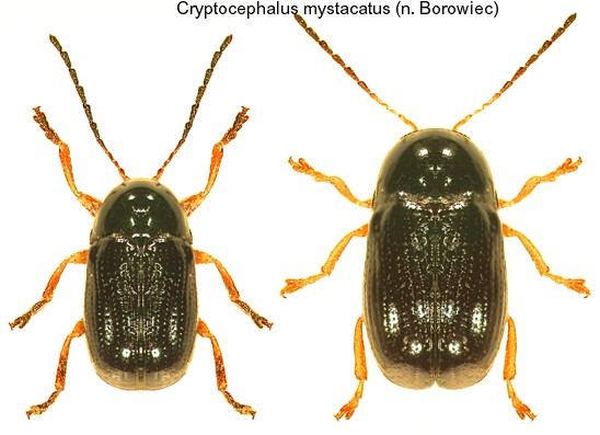 cryptocephalus_mystacatus.jpg
