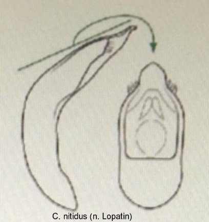 cryptocephalus_nitidus_aed.jpg