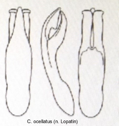 cryptocephalus_ocellatus_aed.jpg