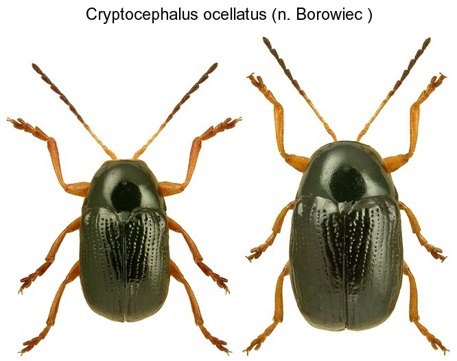 cryptocephalus_ocellatus_hab.jpg