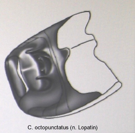 cryptocephalus_octopunctatus_abd.jpg