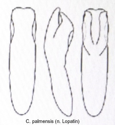 cryptocephalus_palmensis_aed.jpg