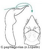 cryptocephalus_paphlagonius_aed.jpg