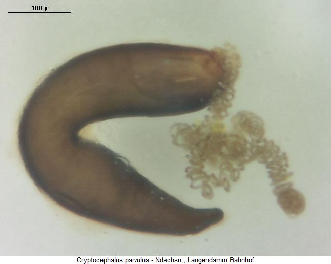 cryptocephalus_parvulus_sperm.jpg