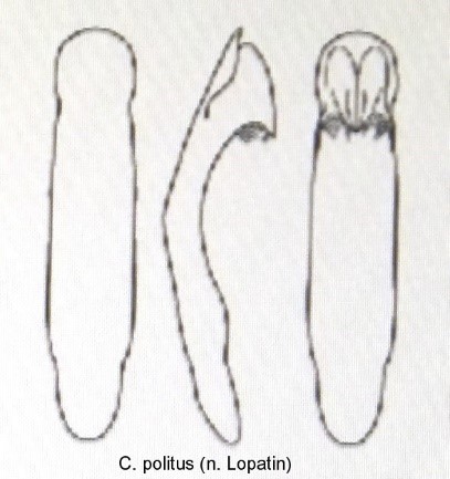 cryptocephalus_politus_aed.jpg