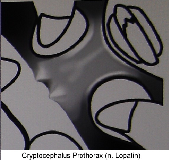 cryptocephalus_prothorax.jpg