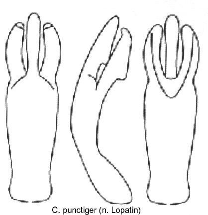 cryptocephalus_punctiger_aed.jpg