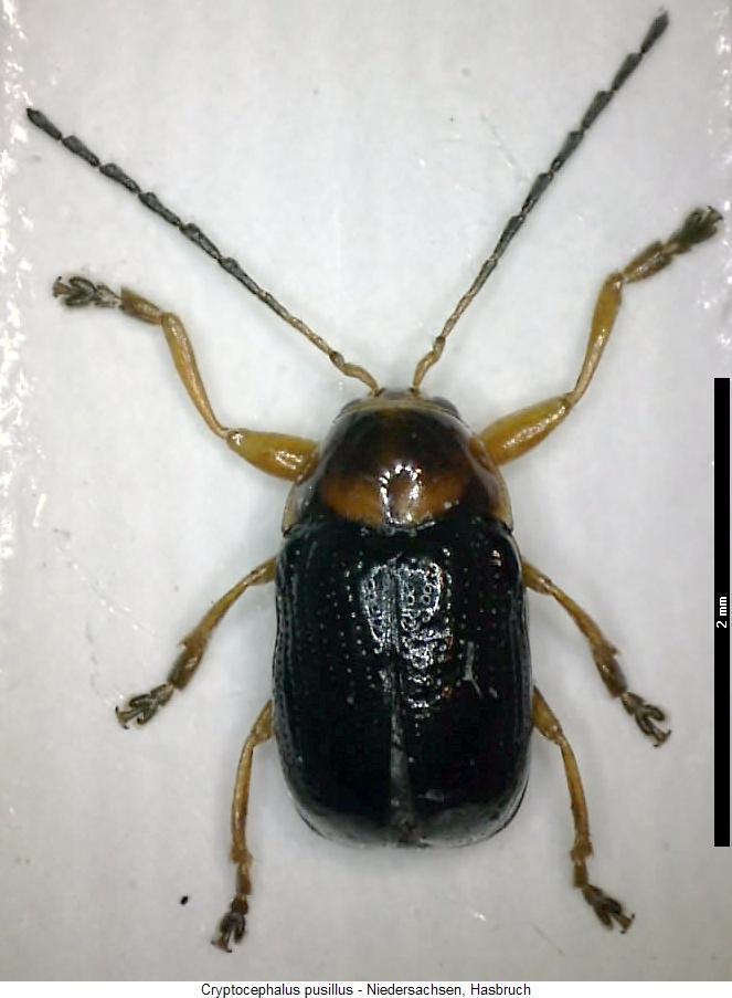 cryptocephalus_pusillus_hab.jpg