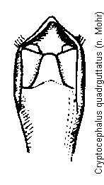 cryptocephalus_quadrguttatus.gif