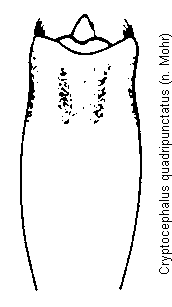 cryptocephalus_quadripunctatus.gif