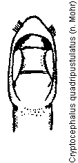 cryptocephalus_quadripustulatus.gif