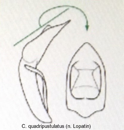 cryptocephalus_quadripustulatus_aed.jpg