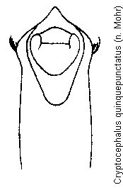 cryptocephalus_quinquepunctatus.gif