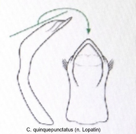 cryptocephalus_quinquepunctatus_aed.jpg