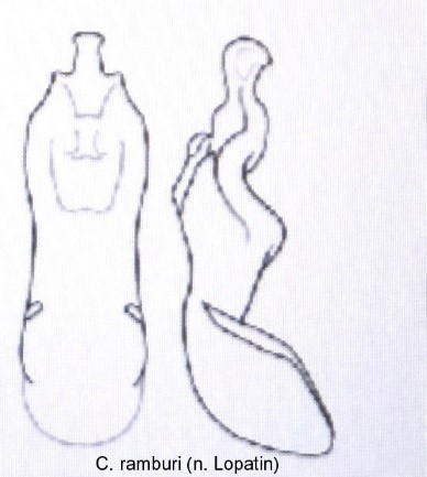 cryptocephalus_ramburi_aed.jpg