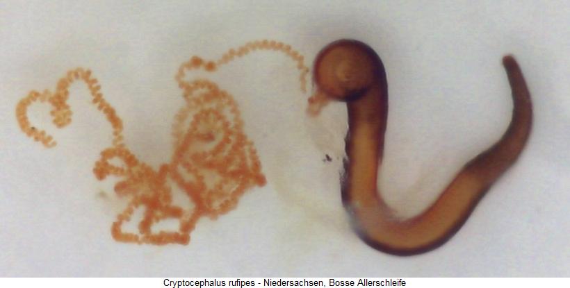 cryptocephalus_rufipes_sperm.jpg
