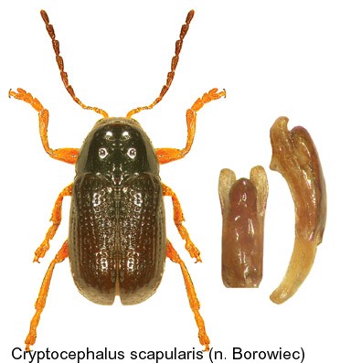cryptocephalus_scapularis.jpg
