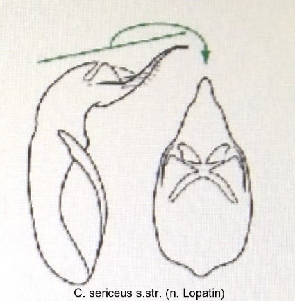cryptocephalus_sericeus_aed.jpg