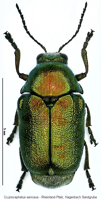 cryptocephalus_sericeus_hab.jpg