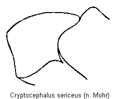 cryptocephalus_sericeus_sa.gif