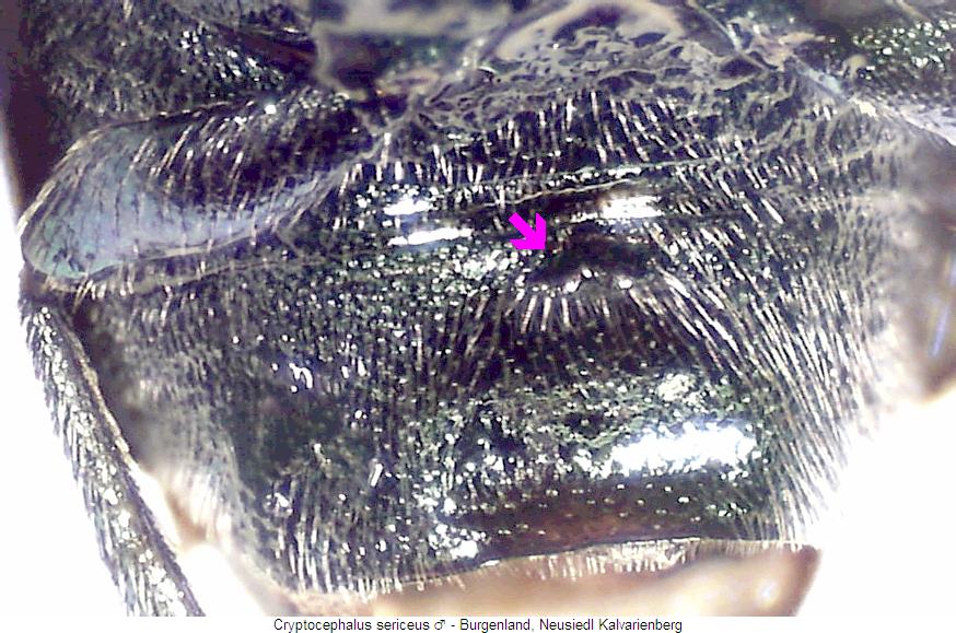 cryptocephalus_sericeus_us.jpg
