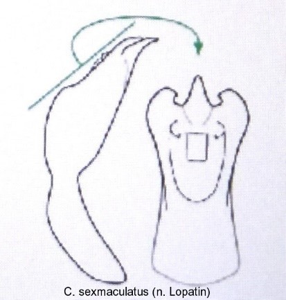 cryptocephalus_sexmaculatus_aed.jpg