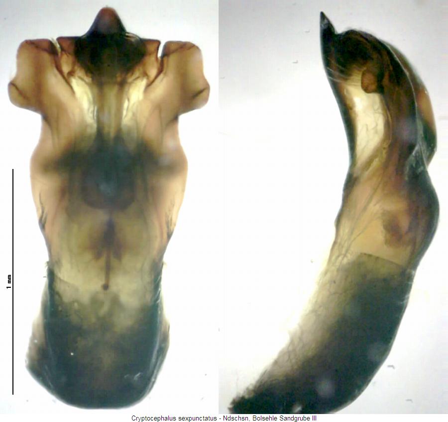cryptocephalus_sexpunctatus.jpg