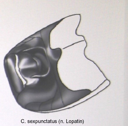 cryptocephalus_sexpunctatus_abd.jpg