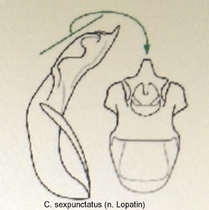 cryptocephalus_sexpunctatus_aed.jpg