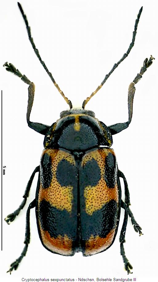 cryptocephalus_sexpunctatus_hab.jpg