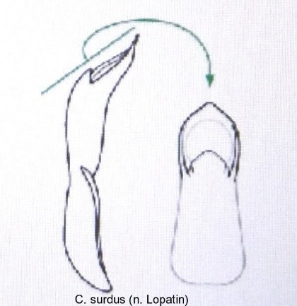 cryptocephalus_surdus_aed.jpg