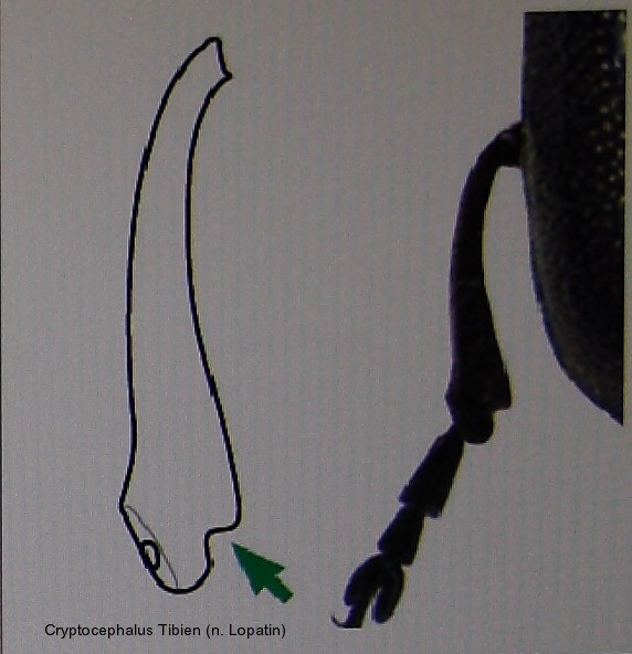 cryptocephalus_tibien_1.jpg