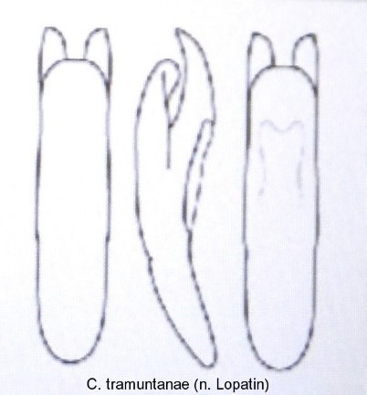 cryptocephalus_tramuntanae_aed.jpg