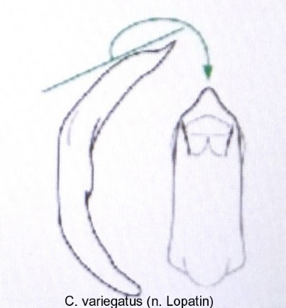 cryptocephalus_variegatus_aed.jpg