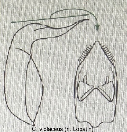 cryptocephalus_violaceus_aed.jpg