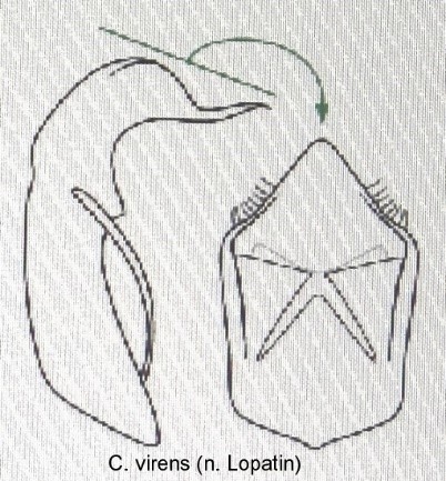 cryptocephalus_virens_aed.jpg