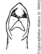 cryptocephalus_vittatus.gif