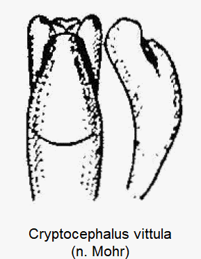 cryptocephalus_vittula.gif