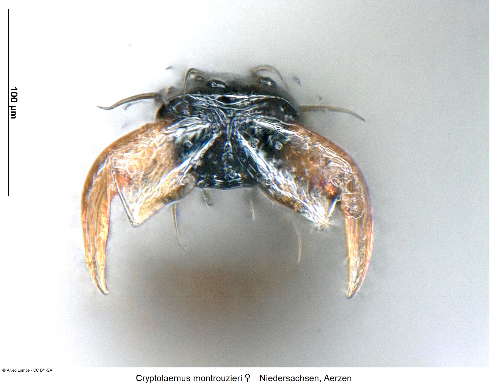 cryptolaemus_montrouzieri_w_ck35440007_klauen.jpg