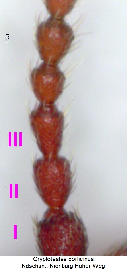 cryptolestes_corticinus_f.jpg