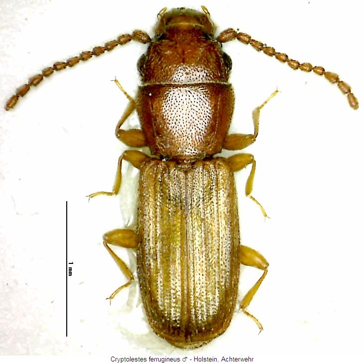 cryptolestes_ferrugineus_mhab.jpg