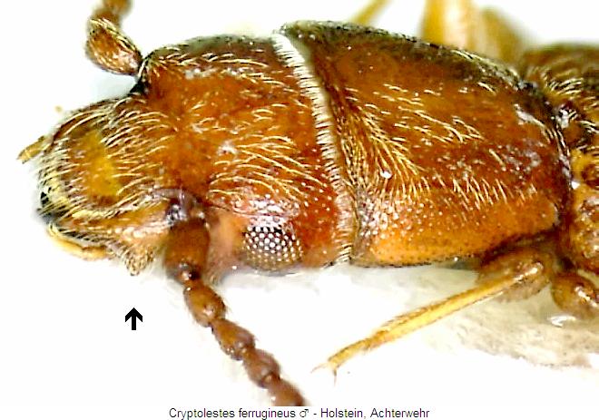 cryptolestes_ferrugineus_vk.jpg