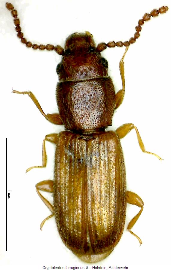cryptolestes_ferrugineus_whab.jpg