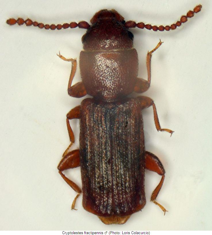 cryptolestes_fractipennis_hab.jpg