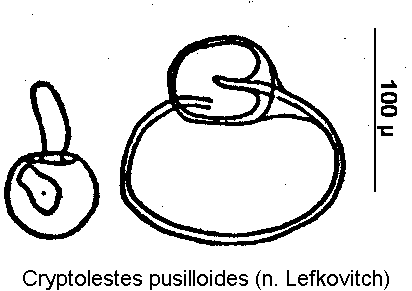 cryptolestes_pusilloides_sperm.gif