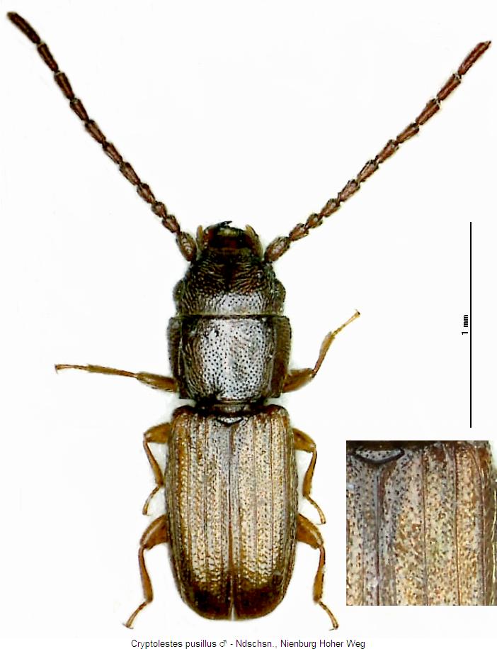 cryptolestes_pusillus_mhab.jpg